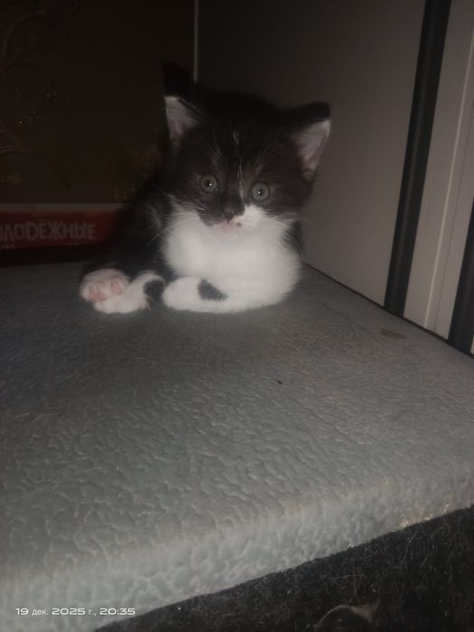 Отдам в добрые руки