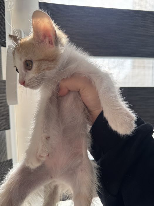 Мушукчалар Термизда