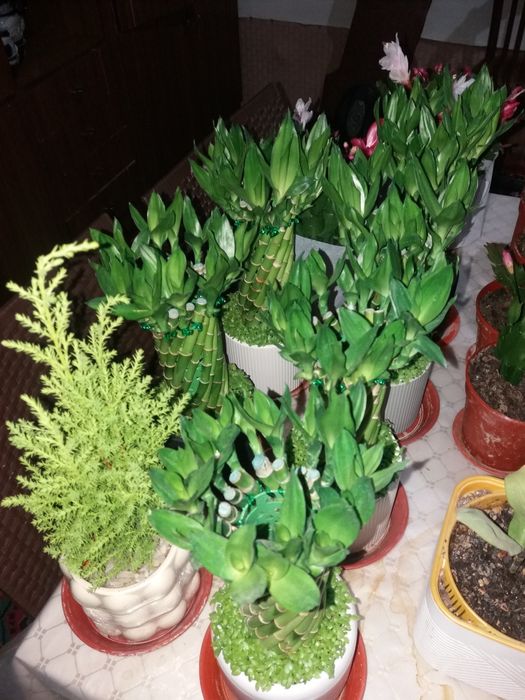 Комнатные растения