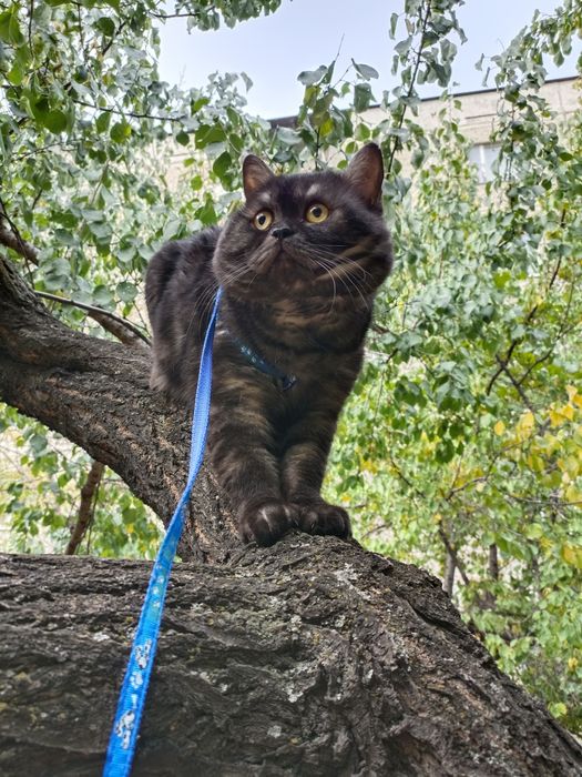 Шотландский кот ищет кошку для вязки