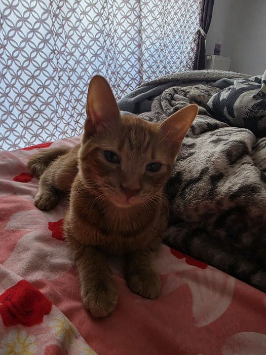 GARFIELD & LUNA își caută o familie – Adopție împreună
