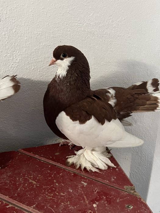 На продажу ленточный павлины