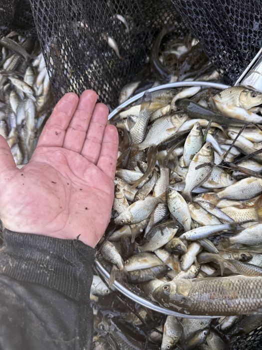 Малек сазана карпа и амура