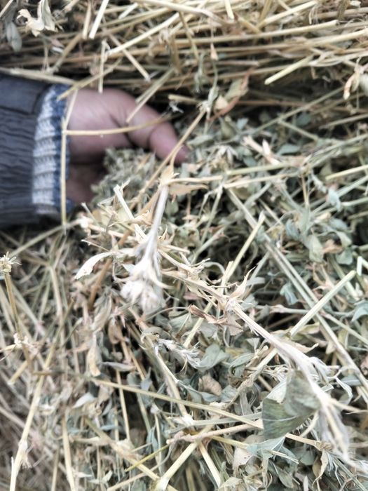 Vând baloți de lucernă 150×120