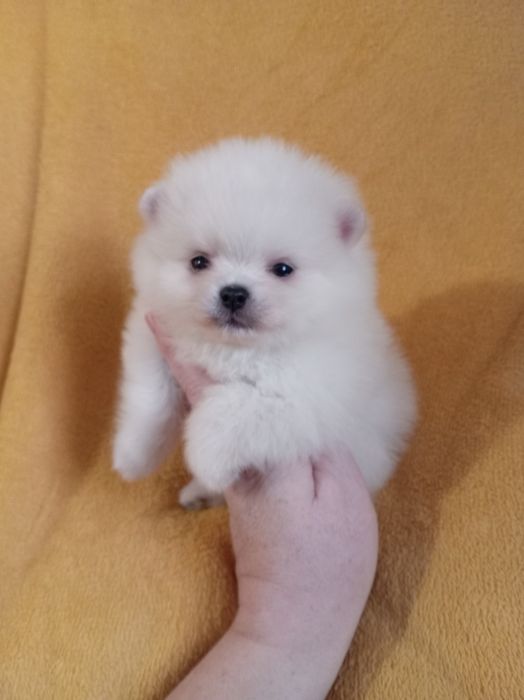 Продам щенка шпица