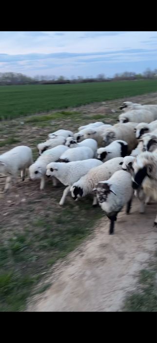 Miei de calitate !!!