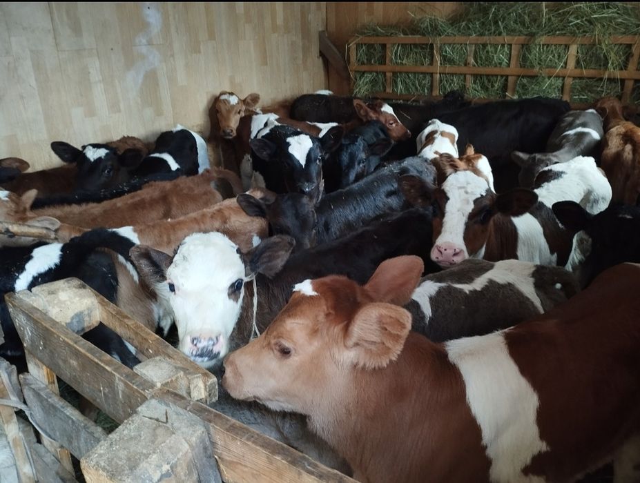 Телята тёлочки бычки Бузау