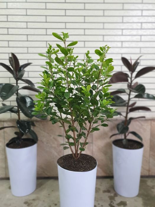 Xona va ofis  gullari