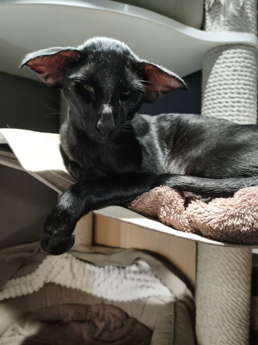 Ориентальный котёнок экстрим