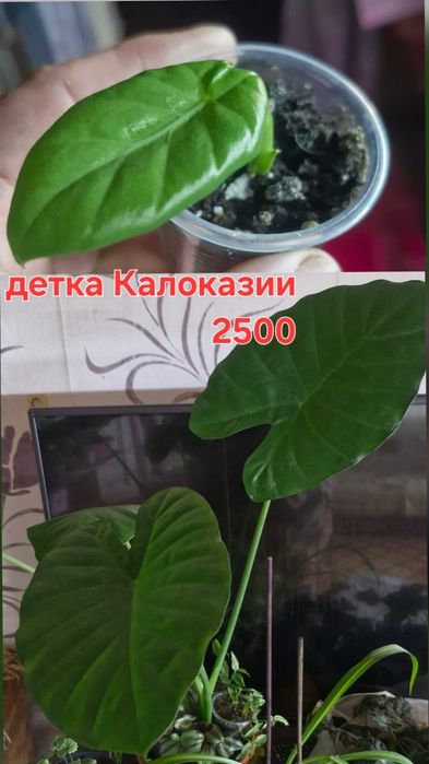 Цветы домашние разные