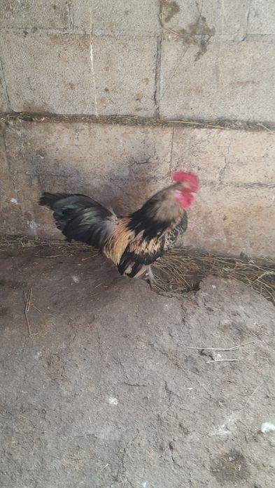 Продам карлик шустрый