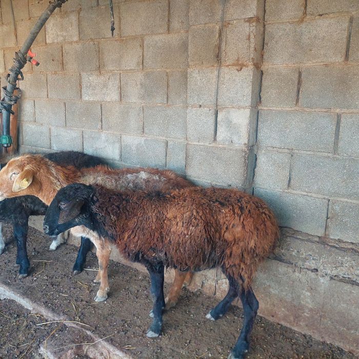 Қой,  тоқты  Самал-2