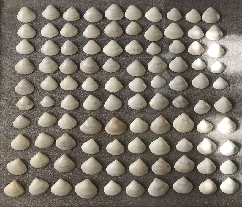 Ракушки для аквариума