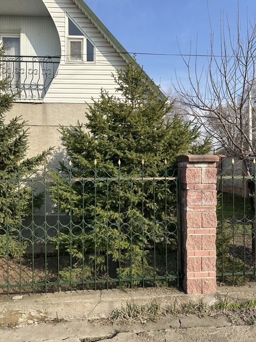 Продам Ель/Ёлка.