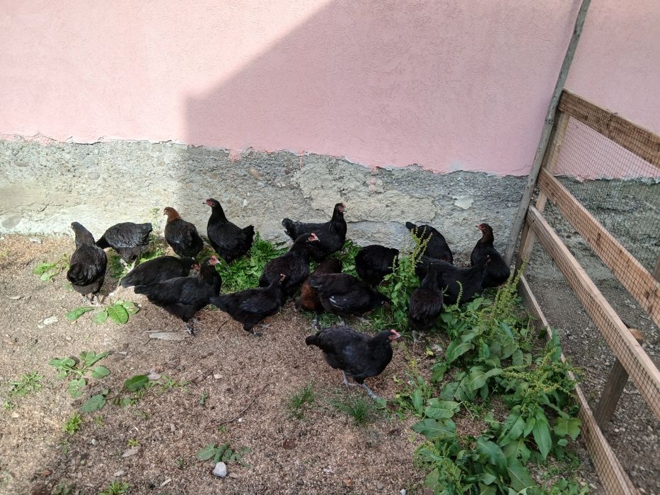 Fam. Marans 2026