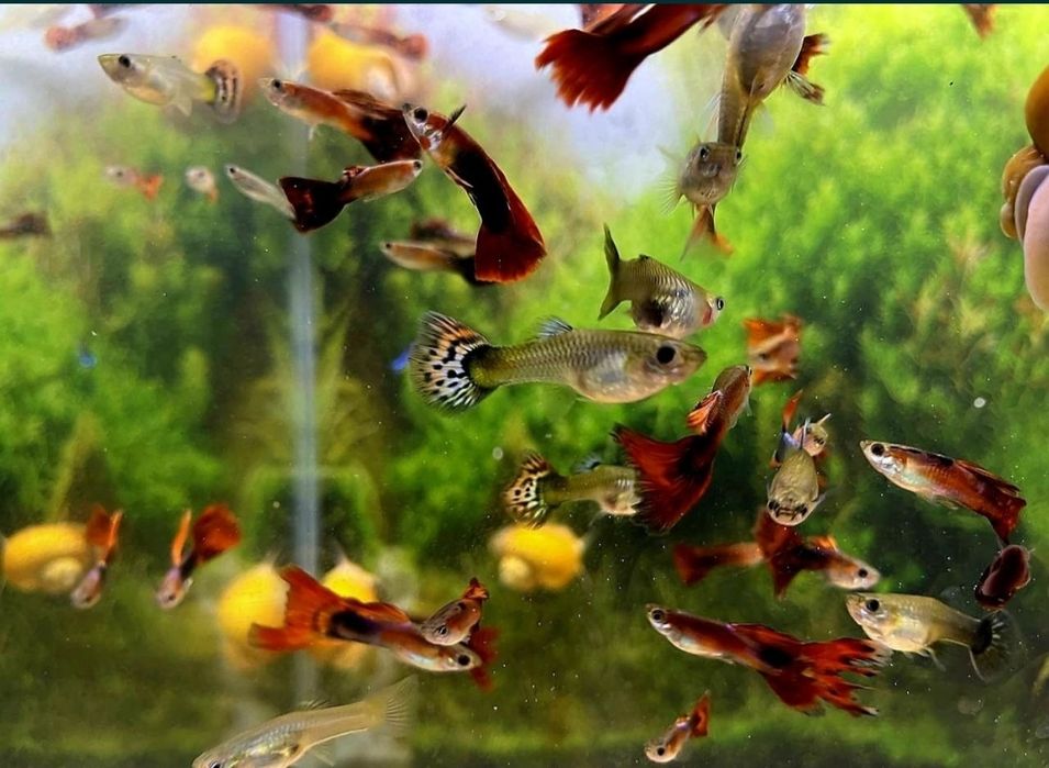 Аквариумные рыбки