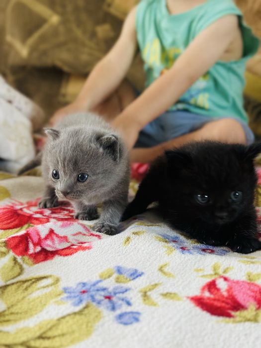 Котята для БРОНИ