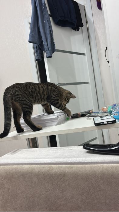 Отдам котенка в добрые руки