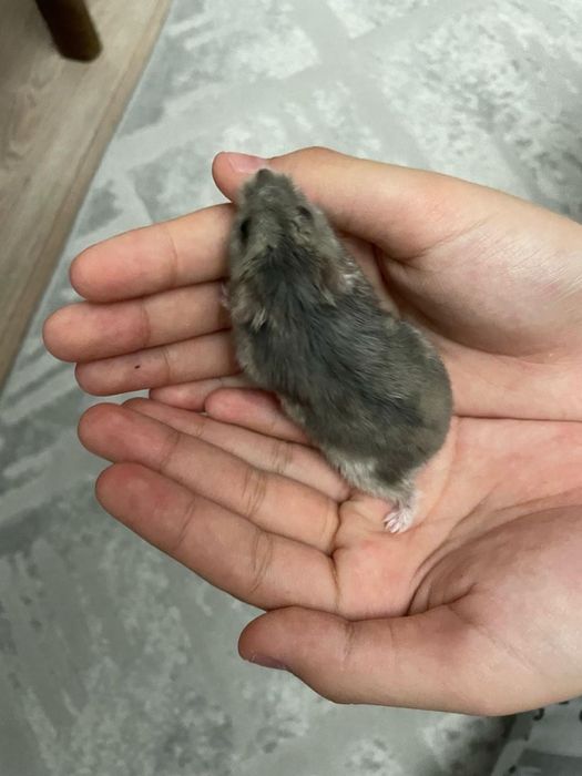 Продам 2 хомяка,2 клетки в подарок