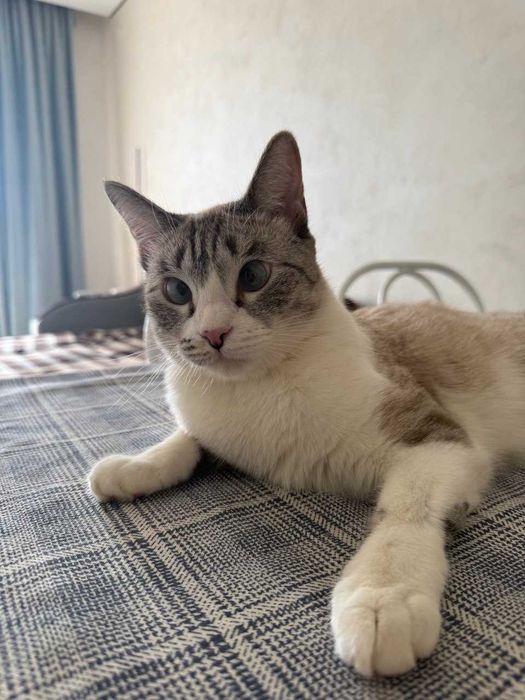 Кошка ищет новый дом