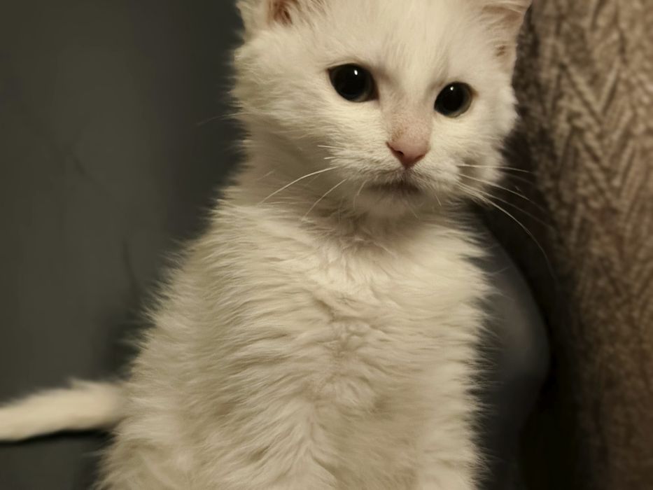 Turkish angora 5 oylik