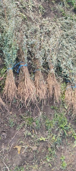 Puieți de salcâm frasin paltin fag carpen mesteacăn tei brad pin molid