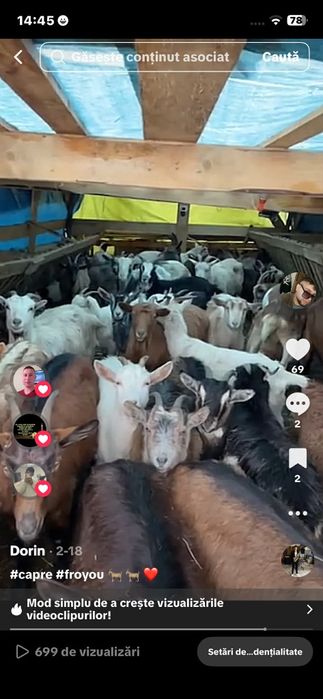 35 de capre de vânzare