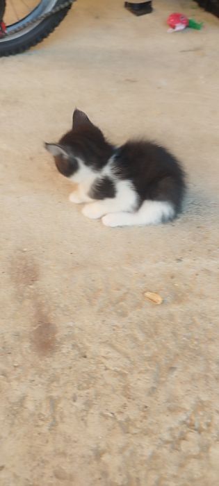 Donez pisici in adoptie