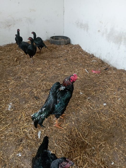 Хўрозлар сотилади товуқлархам