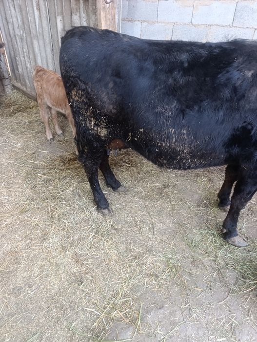 Продам корову с теленком