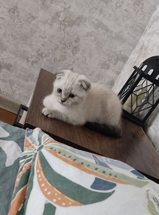Продается котенок Скоттиш фолд девочка
