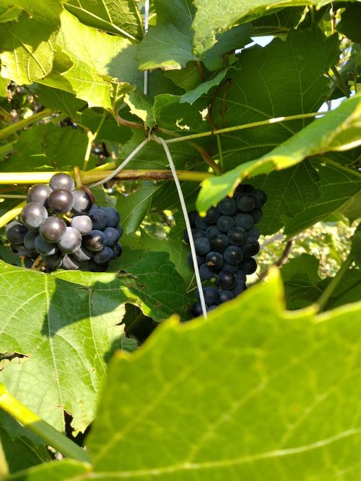 Продам дачу Тимирязева