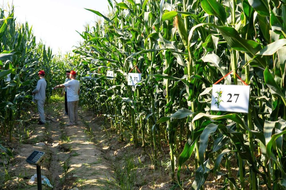 Силос маккажўхори уруғлари. Семена кукурузы для силоса. Makkajoxori