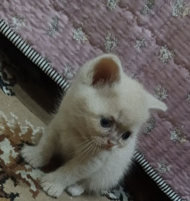 Продаются котята