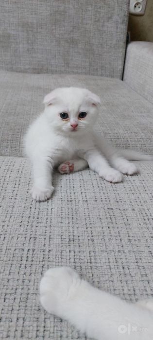 Oq Scottish Fold mushugi