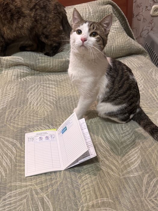 Котенок мальчик 9 месяцев. Есть паспорт. Привит и кастрирован