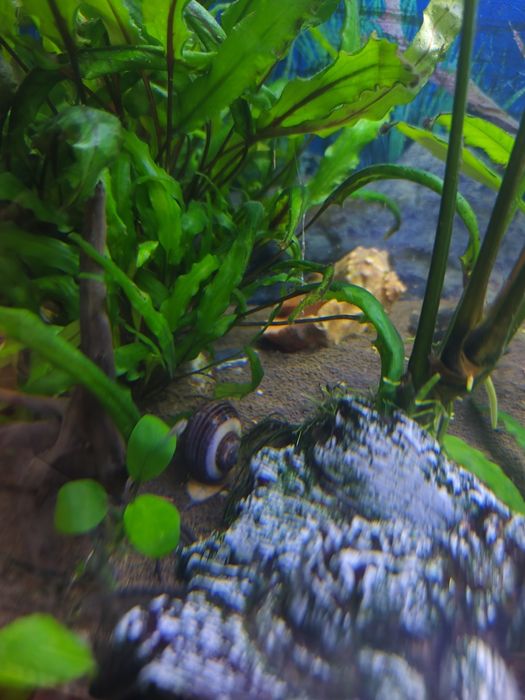 Улитки ампулярии