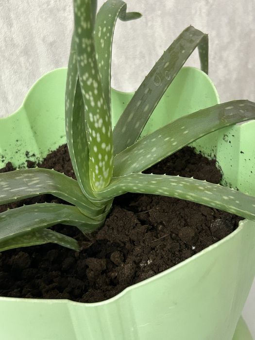 Алоэ вера лечебное