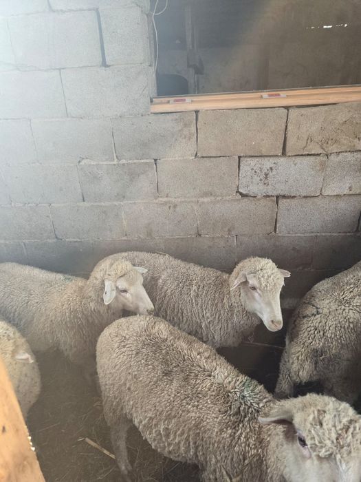 Семинар кой сатылады