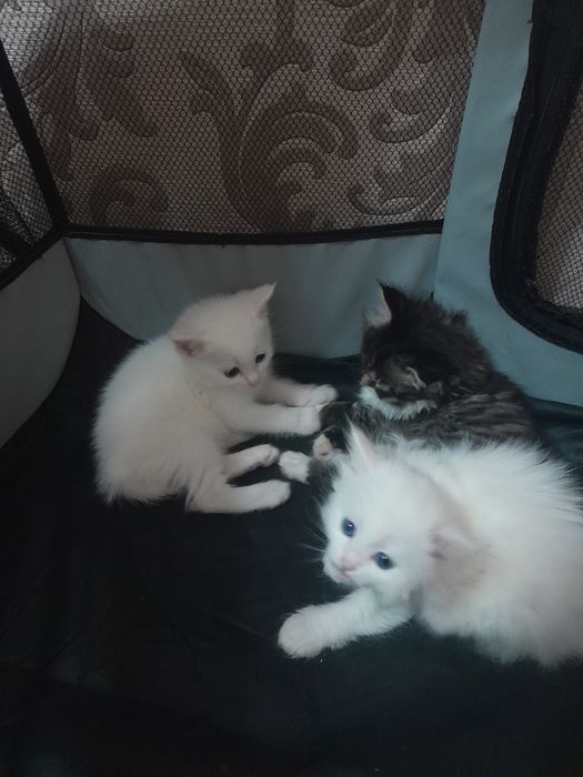 котята маленькие 1,5 месяца