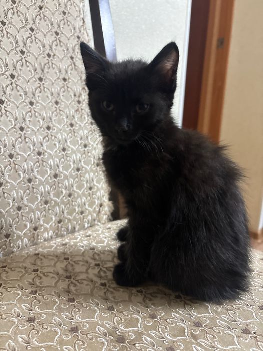 Отдам котят в хорошие руки