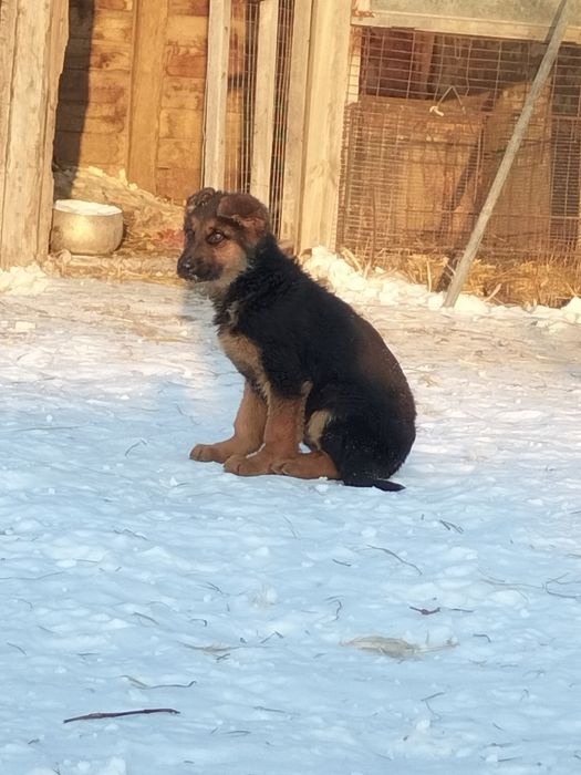 Щенки немецкой овчарки