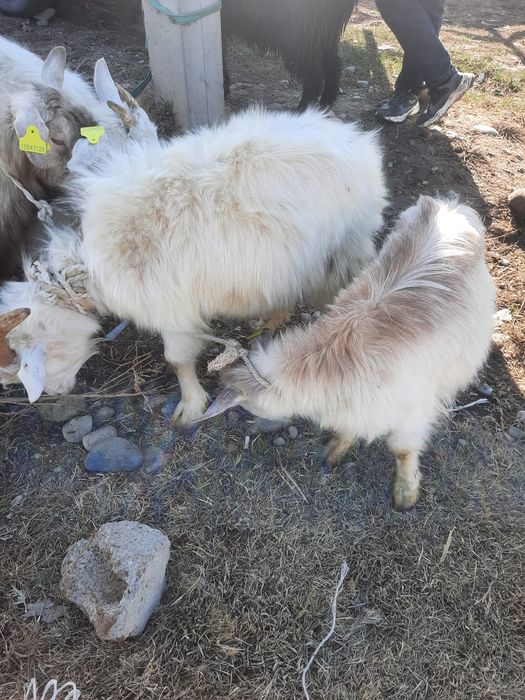 лақтар сатылады жылкы кои сиыр