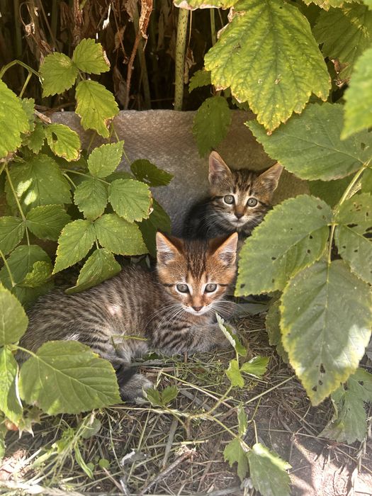 Продам котят( мама Мейн кун)