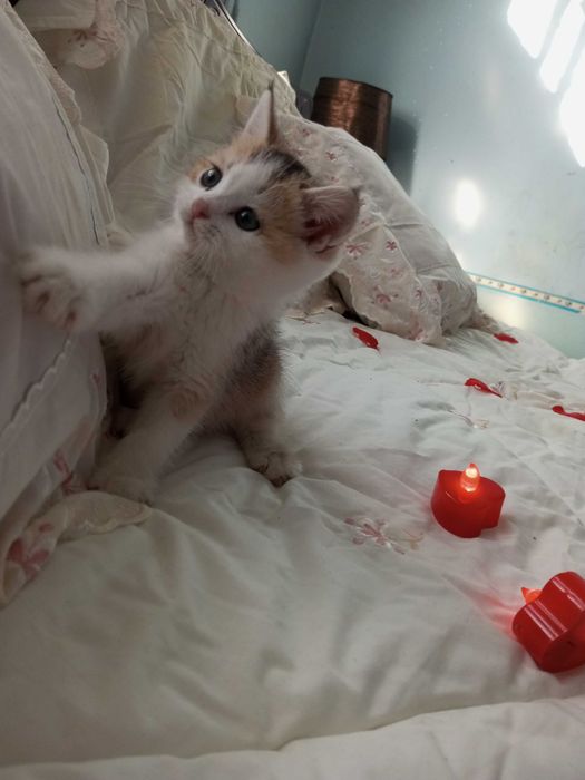 Shatlanskiy strayt zalataya shinshilla