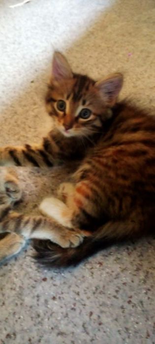 Отдам котят в добрые руки. Девочки