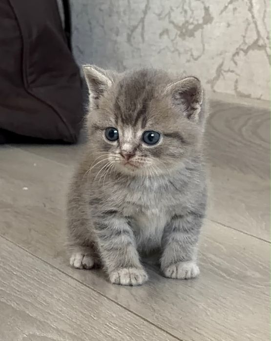 Продаю котенька британца
