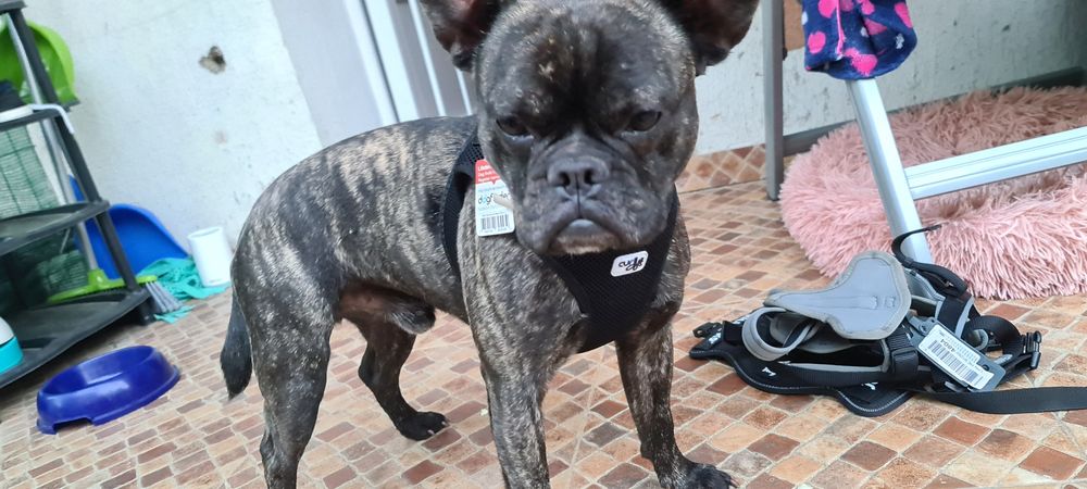 Ham CURLI mărimea Jack Russel