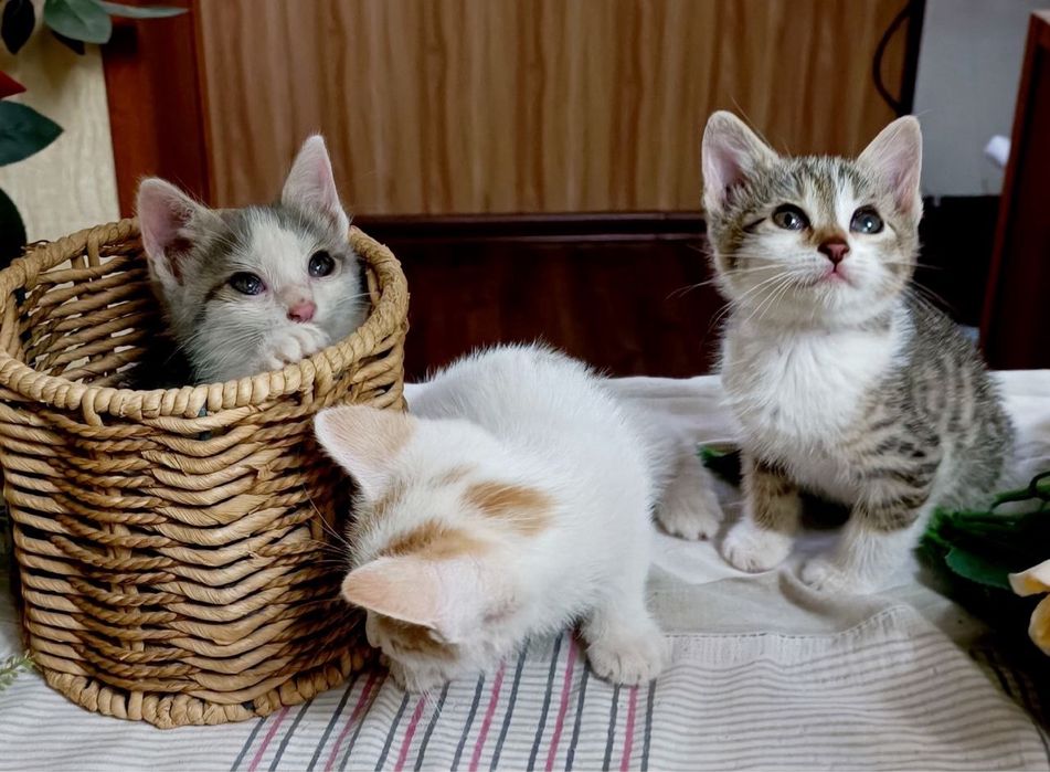 Отдаем котят чистенькие