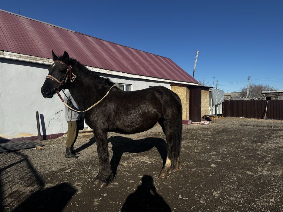 Продам кобылу жеребая